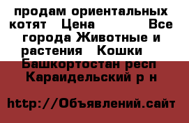 продам ориентальных котят › Цена ­ 5 000 - Все города Животные и растения » Кошки   . Башкортостан респ.,Караидельский р-н